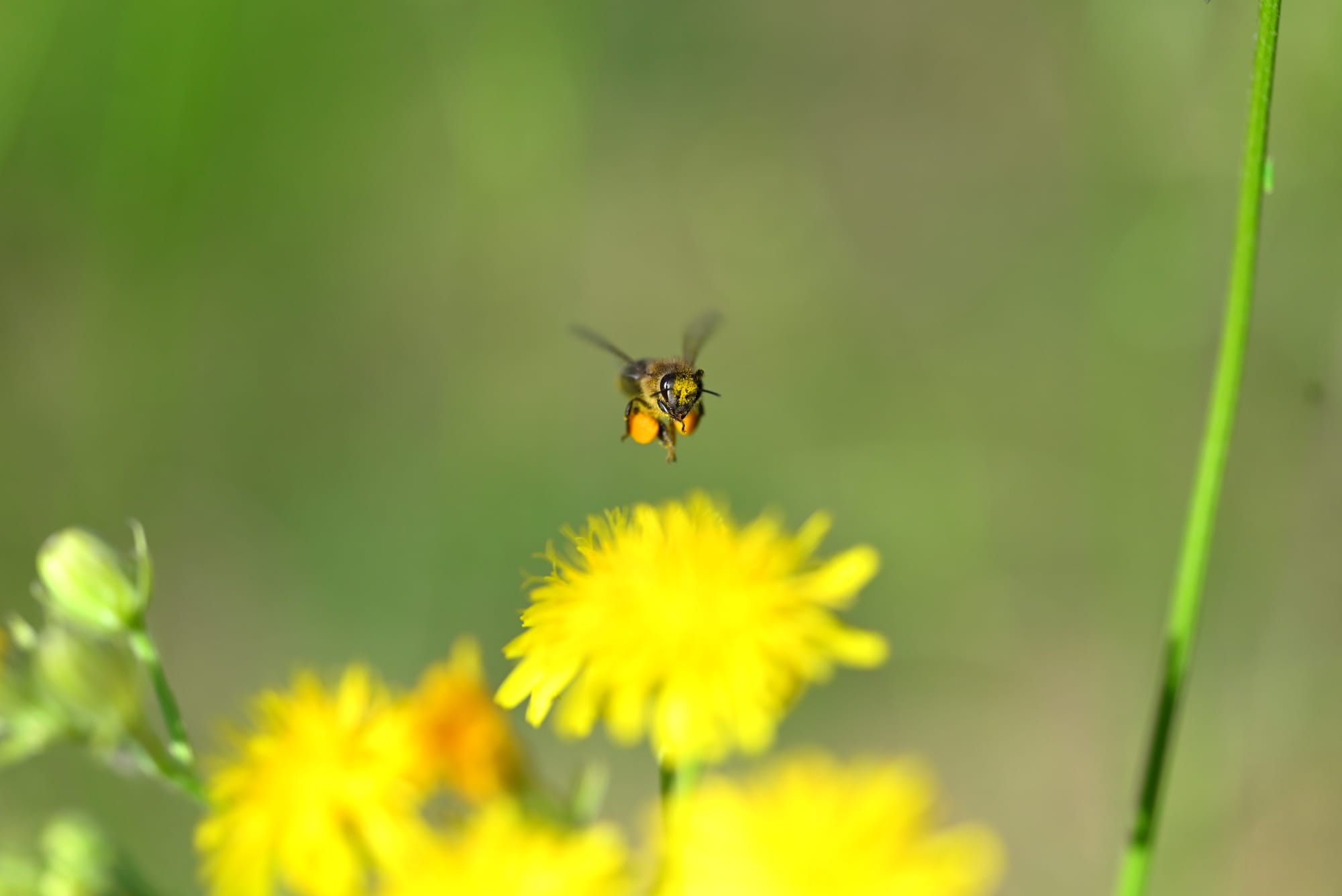Krótka rozmowa Trzeciej Wróżki z futrzakiem