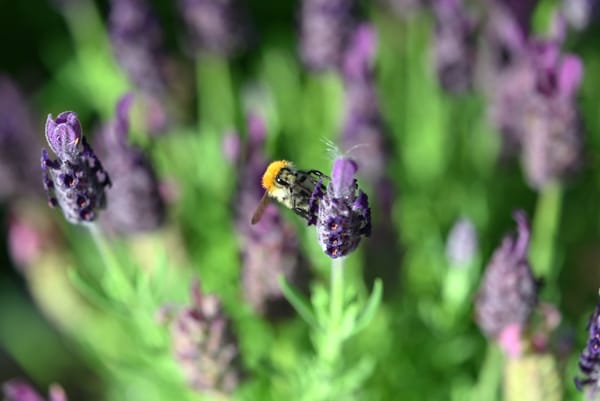 Krótka rozmowa Trzeciej Wróżki z futrzakiem