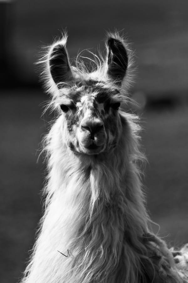 The Purpose of the Llama.